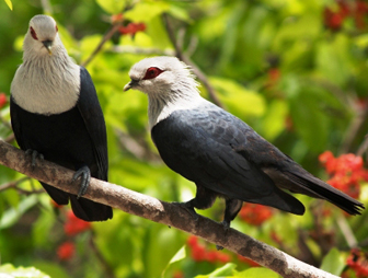 http://nation.sc/images/2016/Jan/11/Comoros%20blue%20Pigeon.JPG